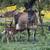 Herd Shares 11 thumbnail