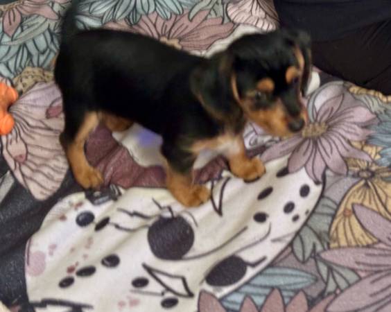 Hembra Dorkie (dachshund/yorkie) (Hazel Green)64151734958337122