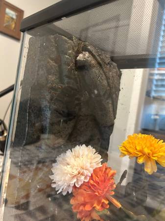 Tarantulas w/ Enclosures (Kelso)63916449772034123