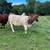 Bred Beef Cows 1 thumbnail