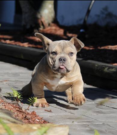 Bully Pup 1