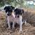 Rat Terrier Puppies🐶 1 thumbnail
