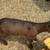 Registered Nigerian Dwarf Doelings 13 thumbnail