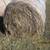 Net wrapped rolled hay 2 thumbnail