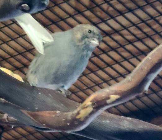 canaries/canario (Gresham historic)64171224091011121