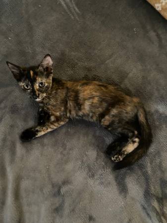 Kittens for adoption - small fee (crystal river)63899301467267121