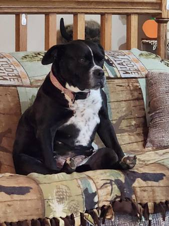 Missing dog (Argusville)63663335144707120