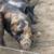 KuneKune and American Guinea Hogs, prices vary-$200 14 thumbnail
