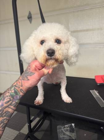 Peluquería Canina de Bajo Costo63621749980545122