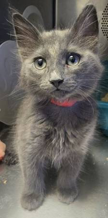 Gatos hembras y machos encontrados - A0059197129 & A0059197168 & A005919710063469800441985122