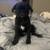 Pure Breed Black Pug Puppy Male 2 thumbnail