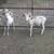 TROPHY TEXAS DALL RAMS 4 thumbnail