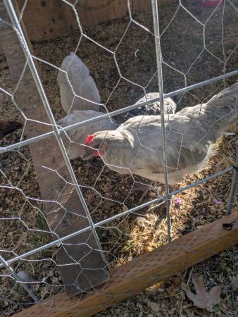 Lavender Orpington 1