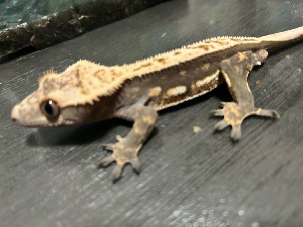 Gecko (Downey)63869929022209121