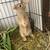 Rabbits 1 thumbnail
