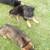 AKC German Shepherd puppy 2 thumbnail