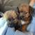 Fluffy puppy mix 2 thumbnail