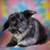 💗💕💝 Holland Lop Bunnies 💝💕💗 18 thumbnail