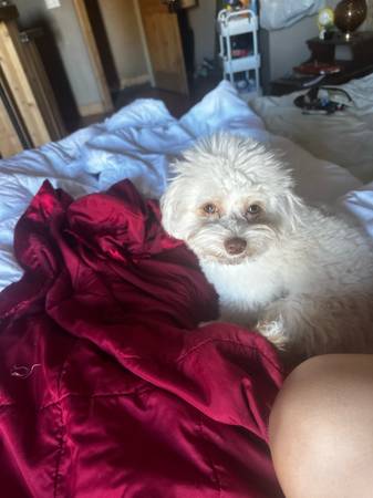 Chihuahua Shih Tzu 1