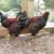 Partridge Chantecler roosters from Sandhill Preservation Center 3 thumbnail