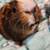 FREE guinea pigs! Need home ASAP! 7 thumbnail