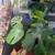 Houseplants • Succulents • Rare & Starter Plants — Sunnydaze Plants 13 thumbnail