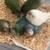 Quakers babies 5 thumbnail