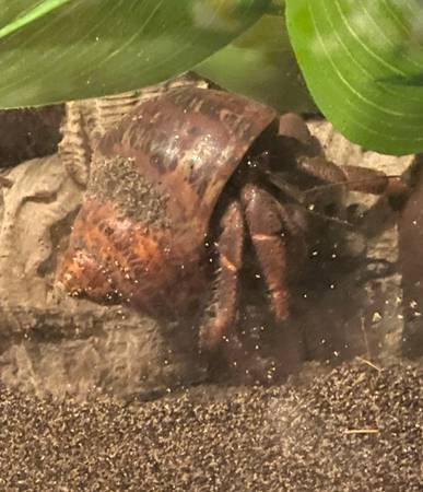 medium sized hermit crab in need of new home (hillsboro)63842374517123120