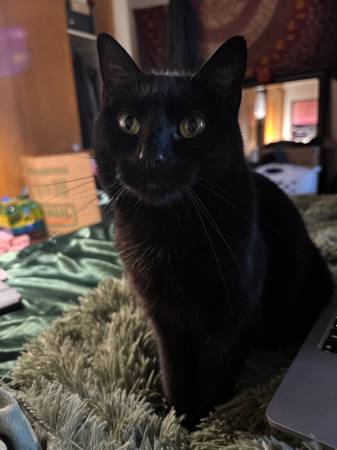 Has anyone seen my cat63857444830467121