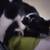 Cat 2 thumbnail