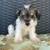 AKC MINIATURE SCHNAUZERS 3 thumbnail