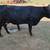 Dexter Heifer 1 thumbnail