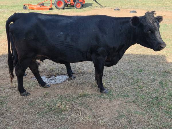 Dexter Heifer 1
