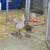 Chicks and pullets 9 thumbnail