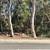 fire wood green free eucalyptus 2 thumbnail