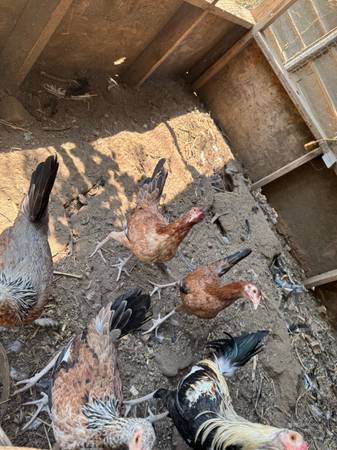 Rosters and hens (Woodlake)63873027996547122