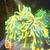 sun god torch coral 1 thumbnail