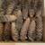 D66 - PINE CONES FOR CHRISTMAS DECORATING 5 thumbnail