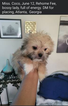 Rehome Shih Tzu pups (Atlanta)63739455508993123
