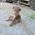 Mini Doberman 4 thumbnail