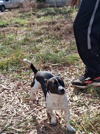 Chihuahua/dashound mix mini 1