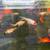 Koi fish, goldfish, mosquitofish 6 thumbnail