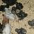 Silkie chicks 1 thumbnail