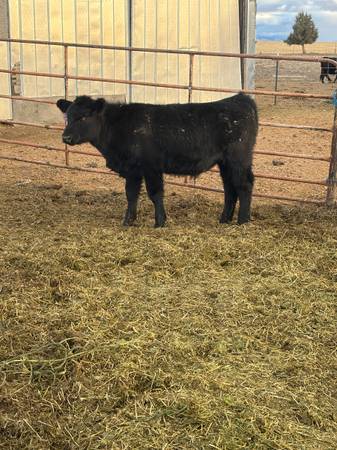 Angus steer 1
