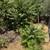 Arroyo grande Landscaping 10 thumbnail