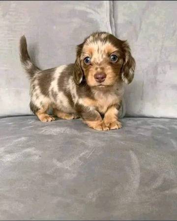 well-trained Dachshund puppy 1