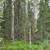 1.05 Acre lot with electricity near by, off Funny river road 7 thumbnail