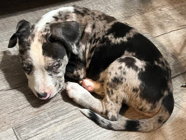 Standard Bully (Memphis)63416265471107121