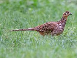 Reeves Pheasants  (Hens)  for breeding 1