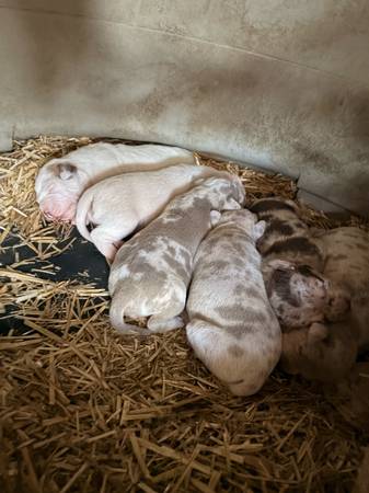 American Bully + Catahoula Leopard Pups 1